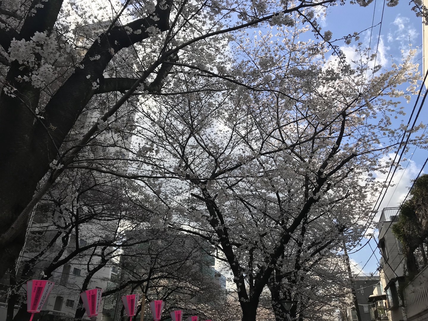 【企画展】中目黒アート花見会Vol.3「Sakura Pink」展＠MDP GALLERY