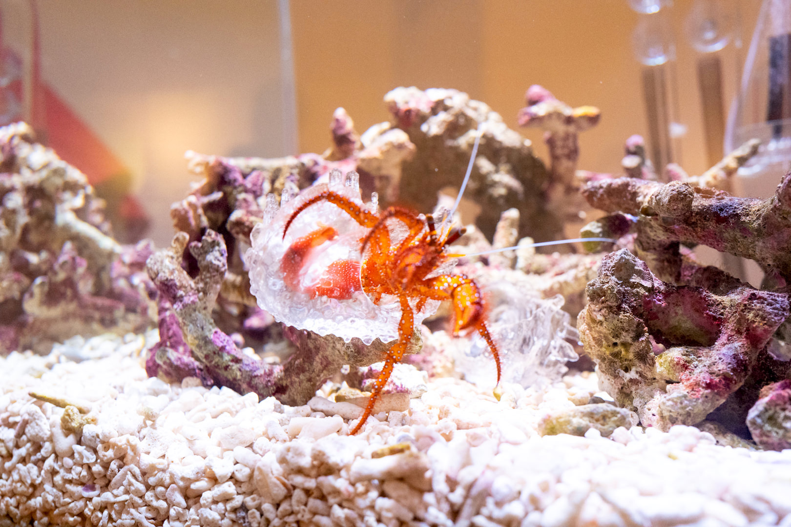 AKI INOMATA《Why Not Hand Over a "Shelter" to Hermit Crabs?》