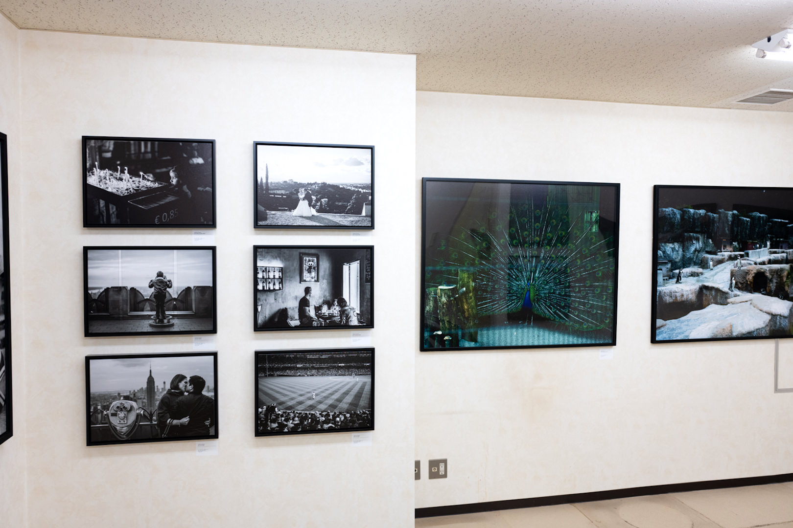 舞山秀一さんのライフワーク〜動物園写真シリーズも展示