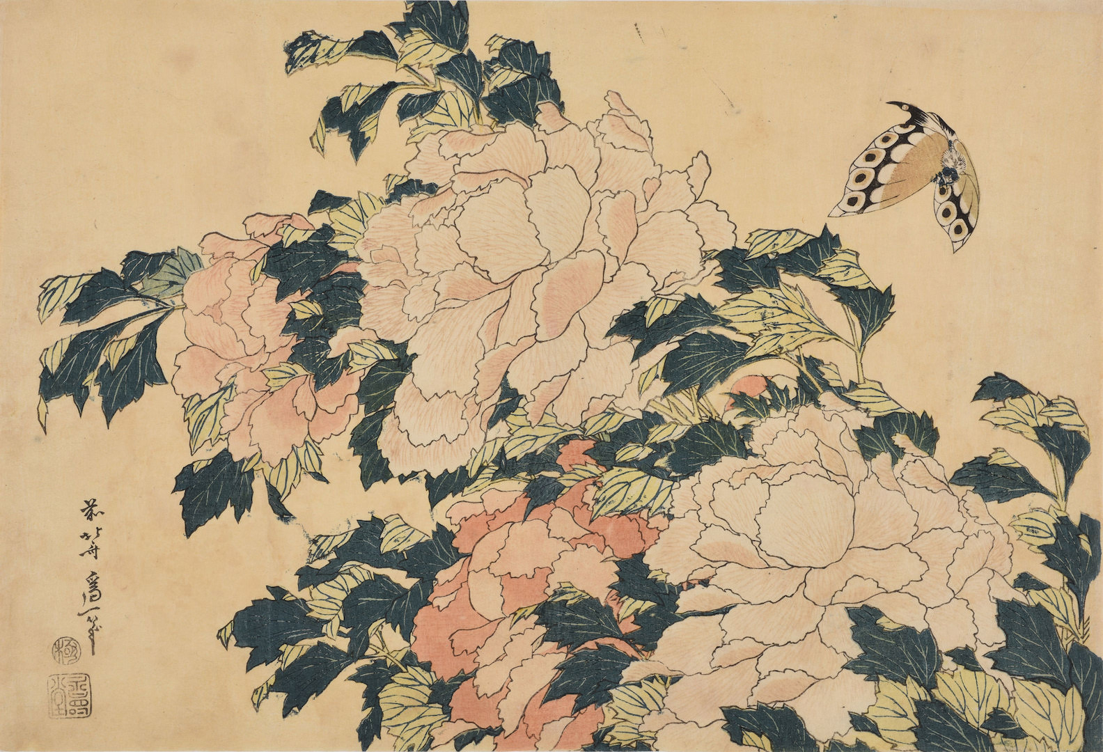 葛飾北斎《牡丹に蝶》大判 天保初期（1830-34）頃 島根県立美術館（永田コレクション） 展示期間1月30日（水）～2月18日（月）