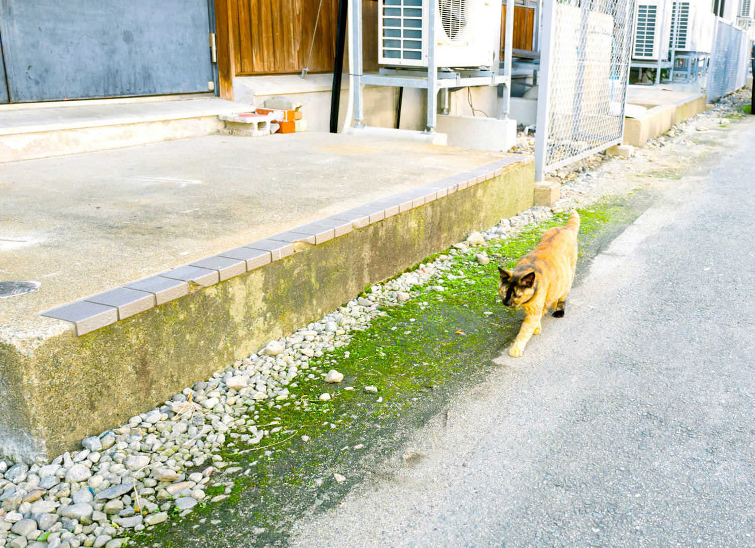 敷地内を悠々と歩く猫