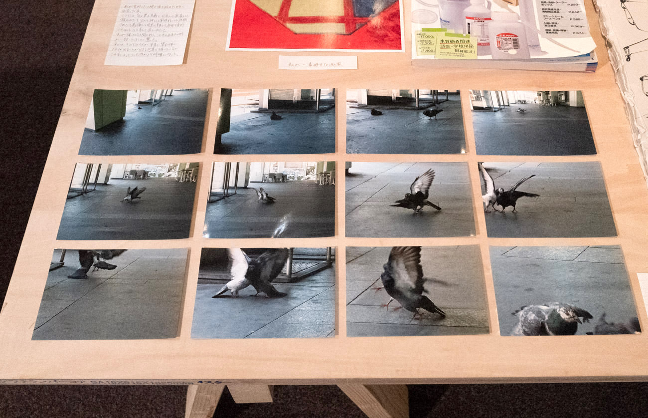 鳩2羽が喧嘩する写真撮影〜形態の美について