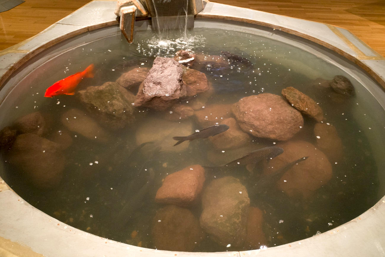 池には本物の鯉が泳いでいました