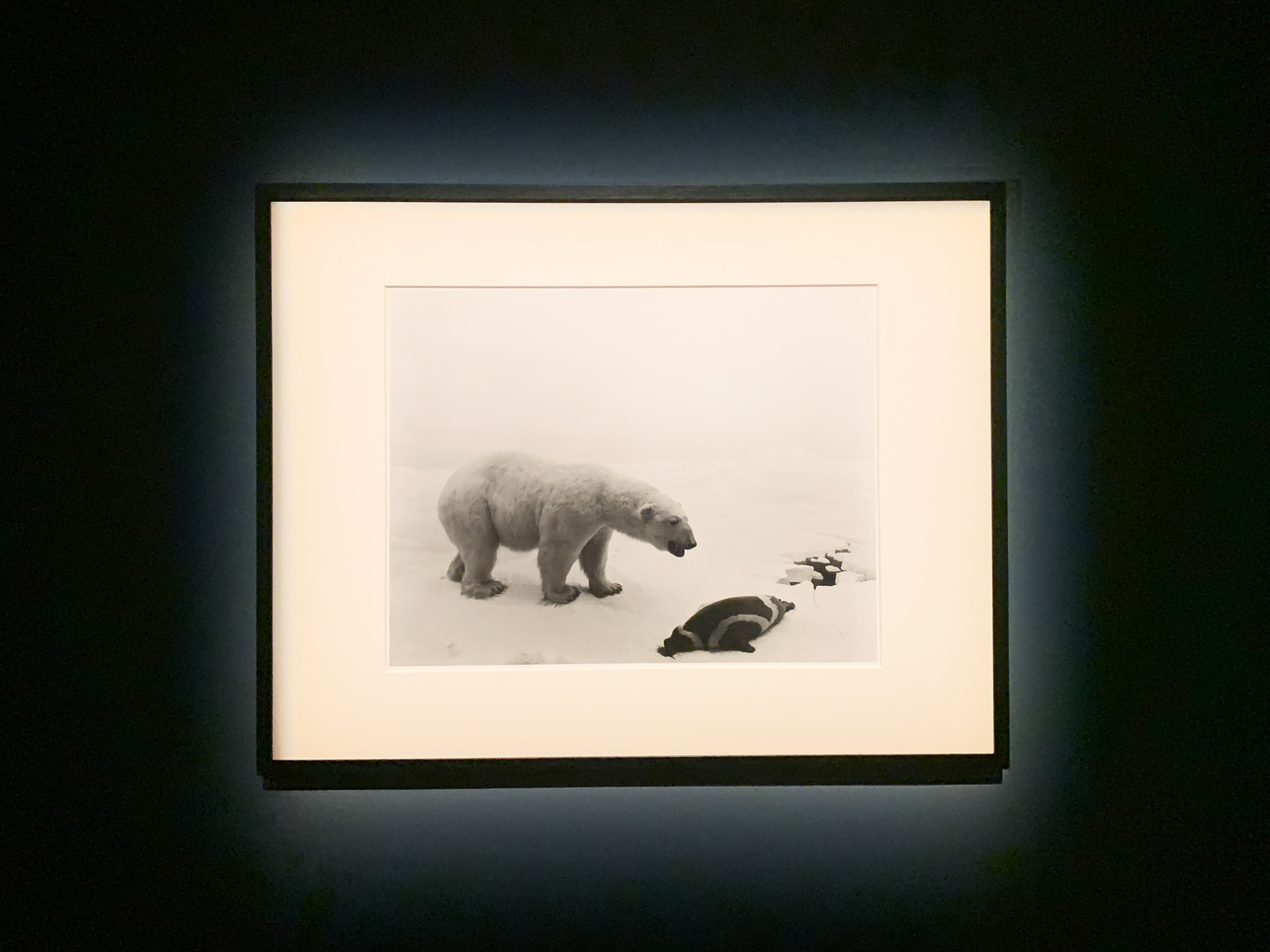 杉本博司《シロクマ》1976年 42.3x 54.6cm 所蔵：大林コレクション