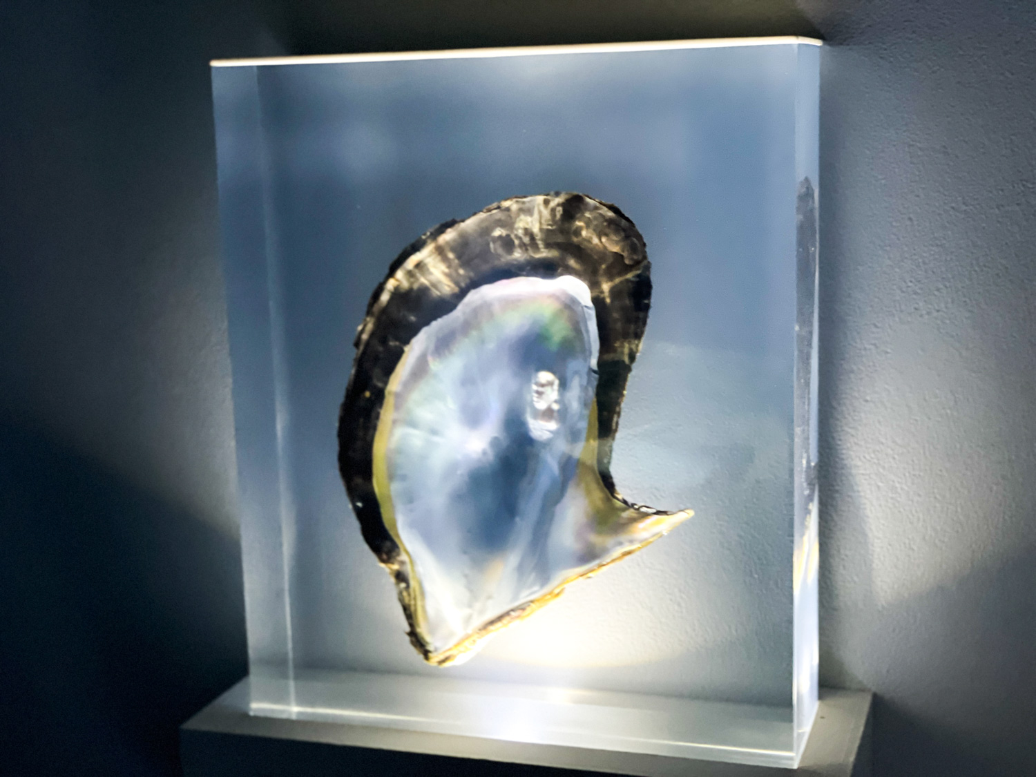 【個展】AKI INOMATA「貨幣の記憶」MAHO KUBOTA GALLERY