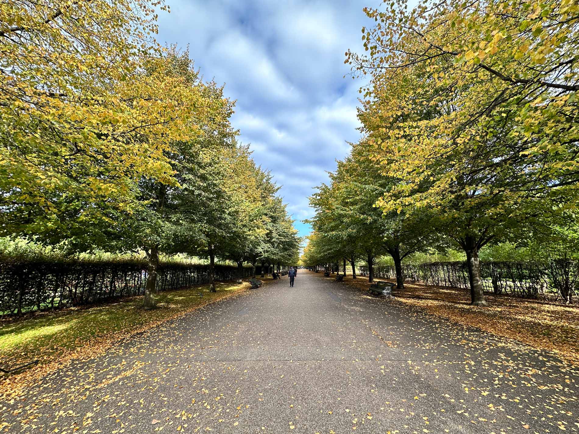 広大なRegent's Parkの遊歩道