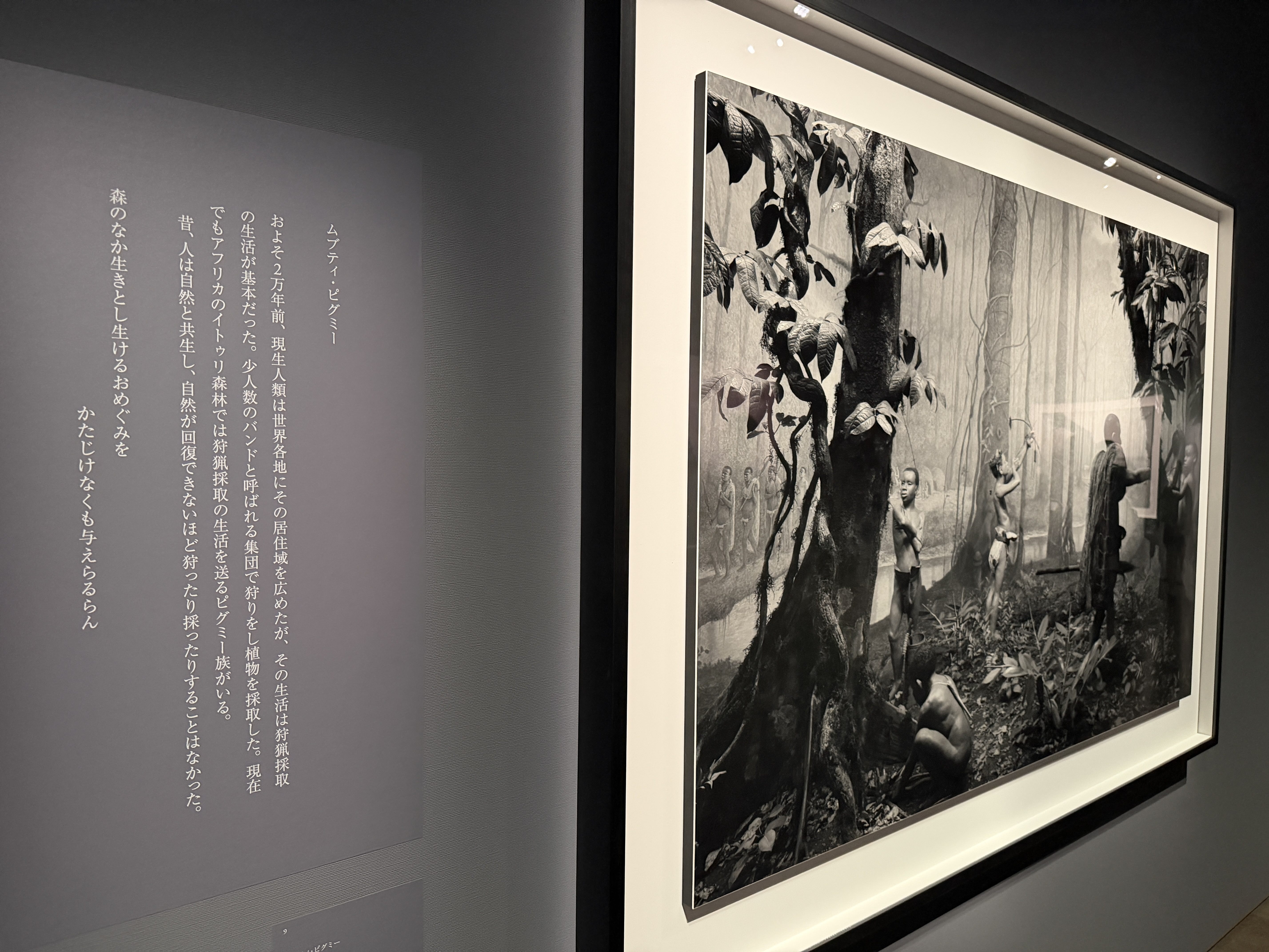 〈ムブティ・ピグミー〉の壁面解説。右に解説文、左に二行の狂歌